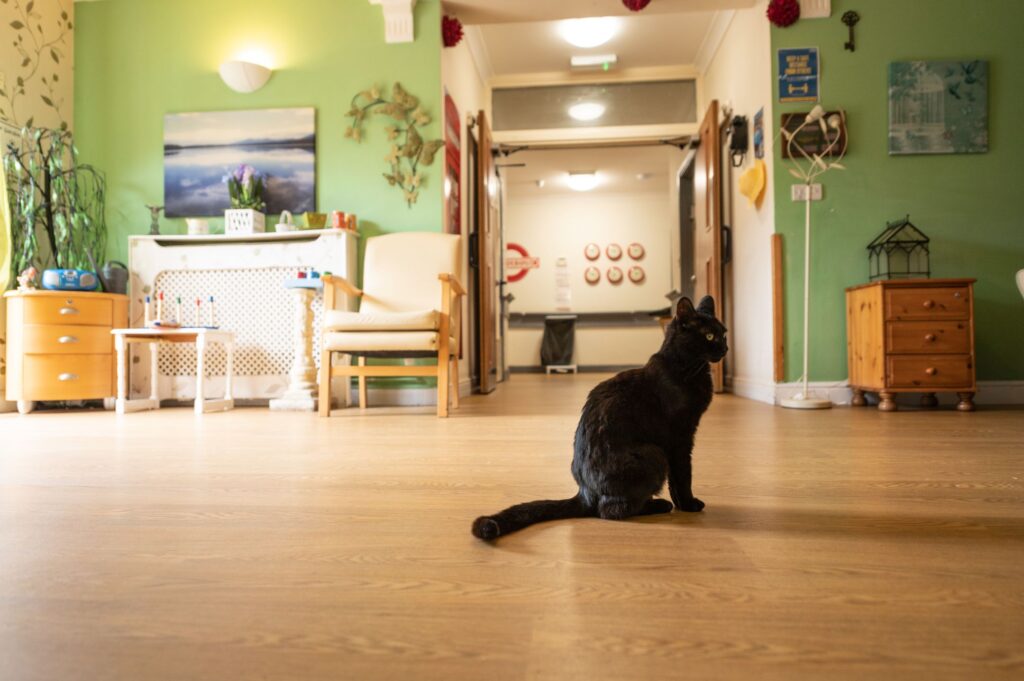 A black cat sits on a wooden floor in a brightly colored hallway with green walls, showcasing a welcoming interior design.