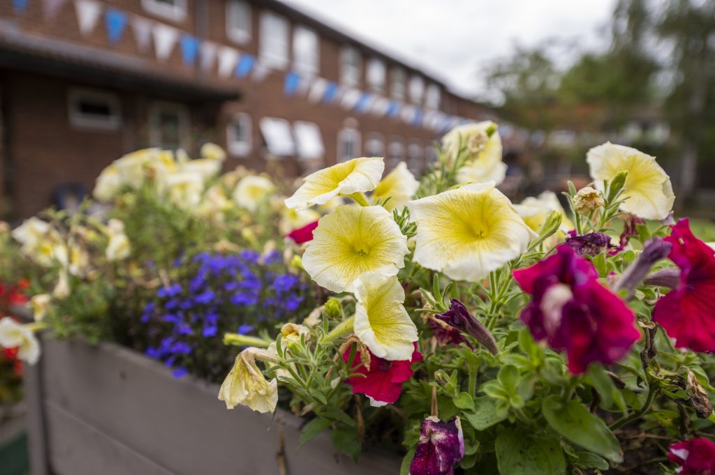 Bright yellow and purple flowers in a planter, with a brick building and decorative bunting blurred in the background.