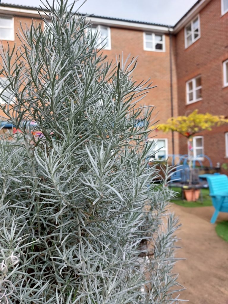 A close-up of silvery green foliage with a residential care home in the background, featuring brick walls and colorful garden furniture.
