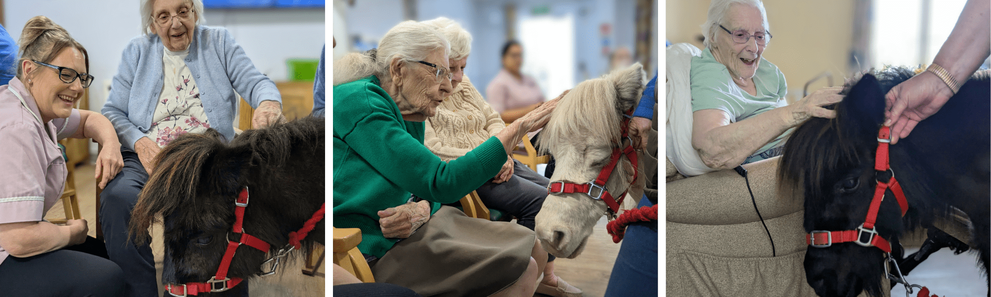 Hooves and Smiles: Residents Bond with Therapy Ponies at St Stephens Care Home