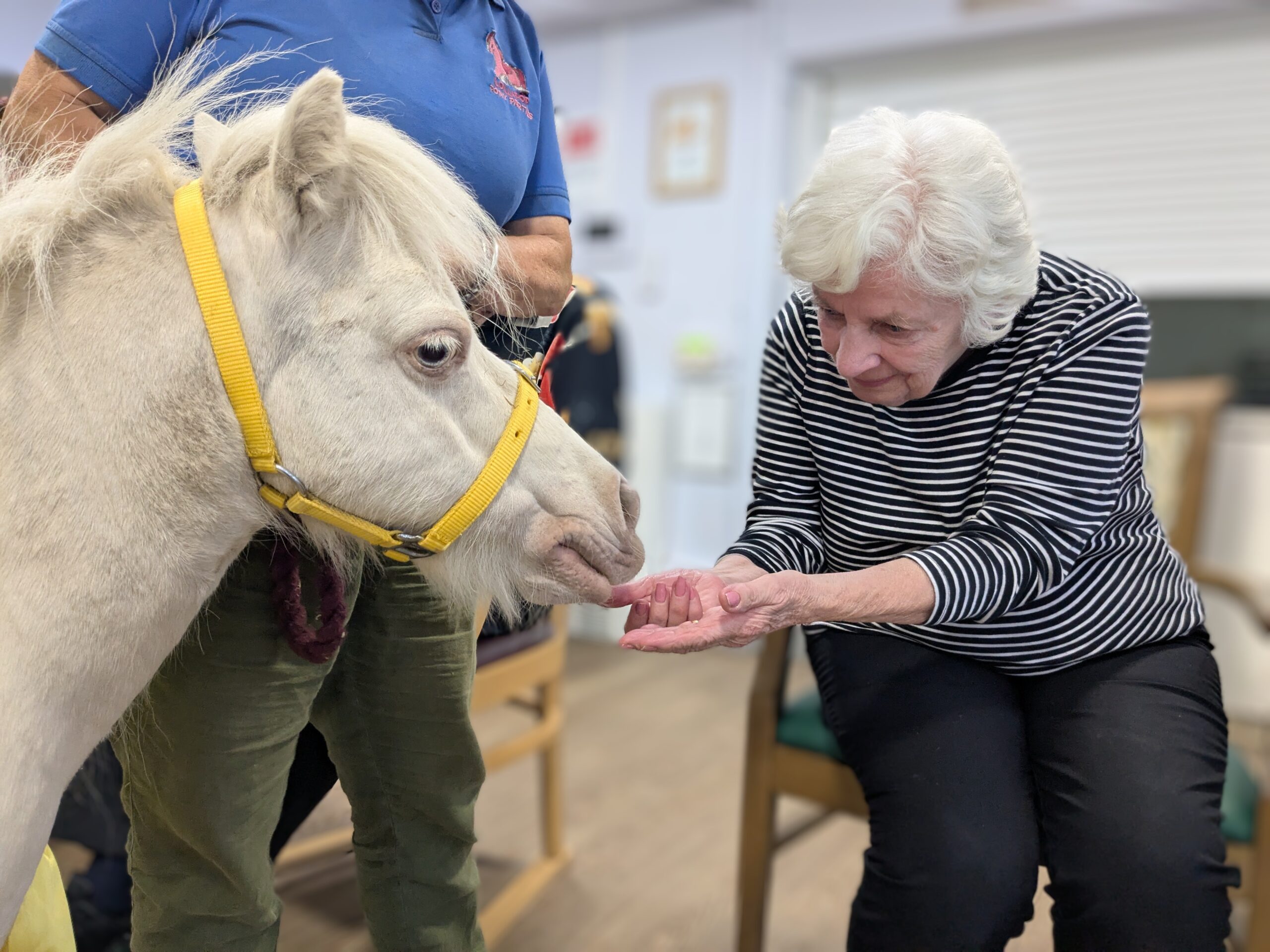 Therapy horse visit brings comfort for elderly care residents