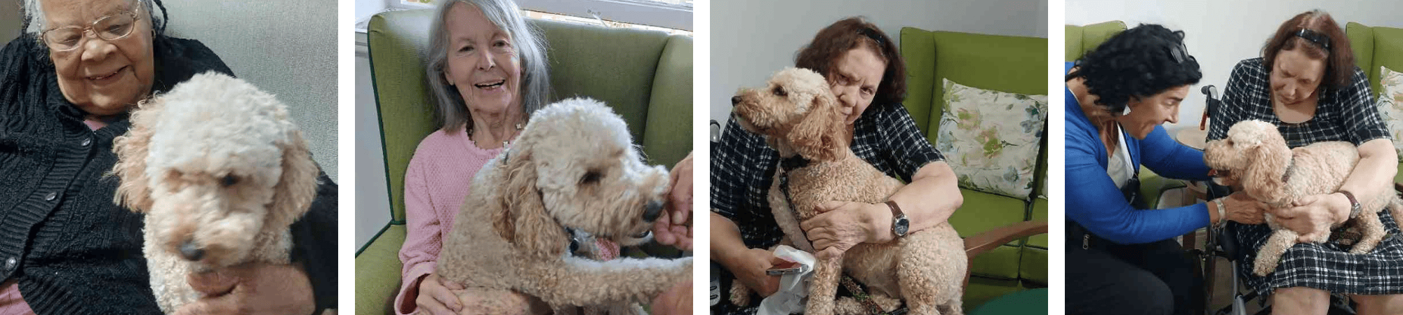 Elderly residents cuddling therapy dogs in care home